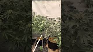 Growing marijuana at home under mars Hydro LED lights ￼