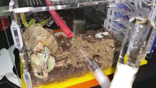 Ant update on new Home Add on