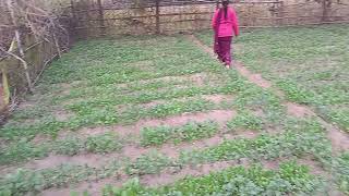 Khet Ki Mitti Se Rasoi Tak 💚 | Sarso Saag Banane Ka Safar!"