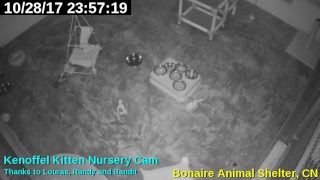 ASB Kittencam Live Stream