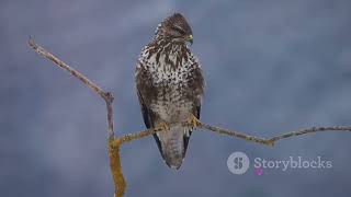 Buzzard The Wild Bird
