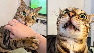 30 Minutes Of Funny Cat Videos