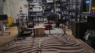 Bunny Cam Studios Live Stream