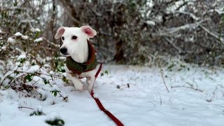 Oskar's Cozy Snow Walk | Cute Dachshund Enjoying the Snow ❄️ | Relaxing Winter ASMR Walk