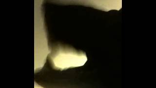 Singing dog