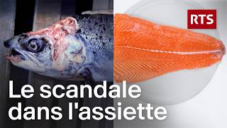 Saumon d’élevage : ce que l'industrie nous cache | RTS