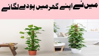 Maine apne ghar mein paudhe Lagaye king vlog2023