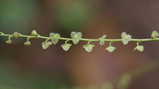 Orchid -  Stelis sp