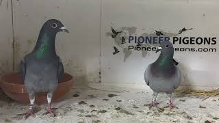 Pioneer Jimmy D with his new mate