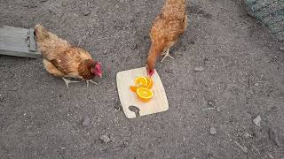 Chickens Eating Oranges