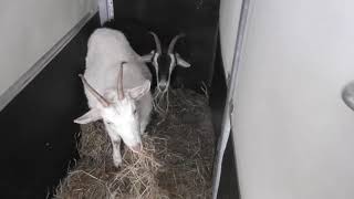 Surviving the storm and selling goats