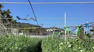 Beansboy  is live! Back to garden work after holiday tour