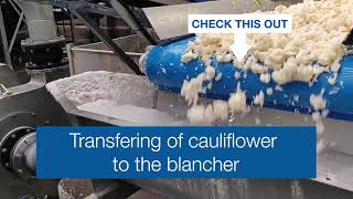 TRANSFERRING CAULIFLOWER!