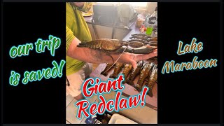 Giant Redclaw Yabbies SAVE Our Trip at Lake Maraboon!