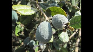 Pineapple Guava in Cold Climates (Feijoa)