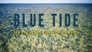 Blue Tide - The Day Bluefish Took Over the Flats - Long Island, New York