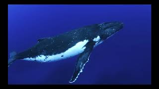 Pink Floyd - Welcome to the Machine, set to Whales and Dolphins