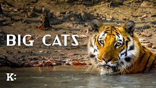 Big Cats - Trailer | Knowledge Network