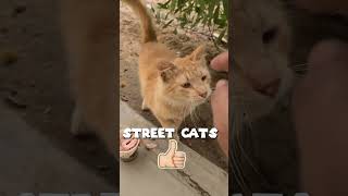 Poor cat  Before and caring after in winter season in Riyadh Saudi Arabia