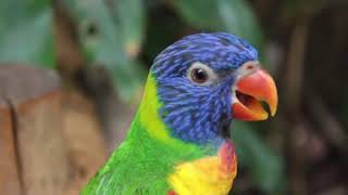 BEST OF NATURE RELAXATION 5 Hours 4K UHD Loops