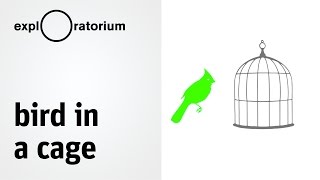 Explore afterimages and make your own Bird in a Cage (Full Video) - Science Snacks