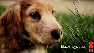 Puppy Sunset | BMPCC4K 60fps