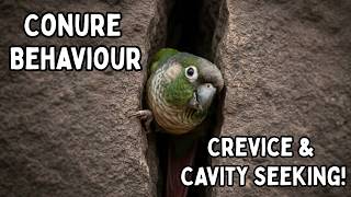 Conure Behaviour - Green Cheek Conure Cavity And Nest Seeking / What It Means? | TheParrotTeacher