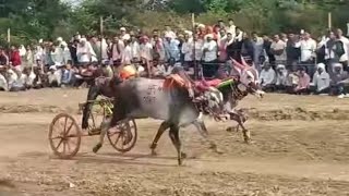 | लक्षा 4040 & अर्जुन | शंकरपट वाठोडा #shankarpat