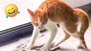 Live 🔴- CATS Wild Antics & Unstoppable Chaos 😹🐾 | Funny & Crazy Cat Moments