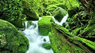 Relaxing Sleep Music ONE Hour