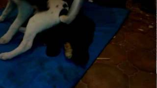 Who's the boss.mp4