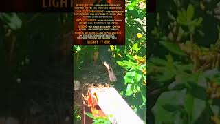 Robin’s Nest Watch – 3 Growing Chicks 🌲 Nature Loops | Visual Calm from the Chaos
