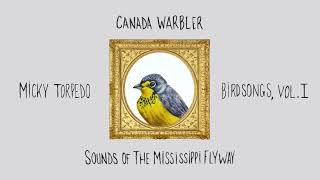 Canada Warbler
