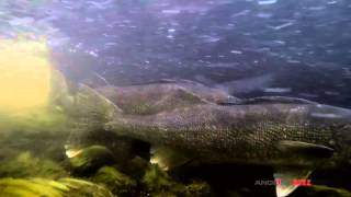 Walleye Spawning Video Reset to 'Layin Pipe'