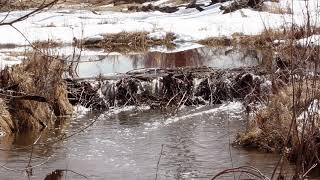 Beaver dam and snowmelt