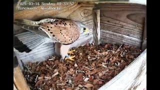 Kestrel Nest Box 2025-03-16