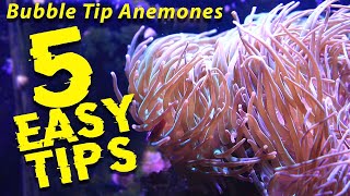 How to successfully keep Bubble Tip Anemones - 5 Easy tips for beginners