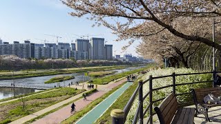 Anyangcheon Stream Walkway with Cherry Blossoms | South Korea Travel 4K HDR