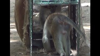 How do u catch a monkey ? (Monkey trap )