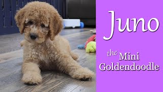 Juno the Mini Goldendoodle Puppy!