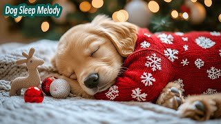 12 HOURS of Dog Calming Music for Dogs 🐶Helps Dogs Sleep, Relax, and Stay Calm 🐾Dog Music || NO ADS