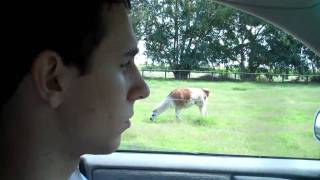 Llama Love
