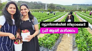 Free Strawberry Piking in New Zealand |ന്യൂസിലാൻഡിൽ സ്‌ട്രോബെറി#strawberry #newzealnd #GoodPlanet