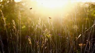 Butterfly Sunset Nature | Animation butterfly | No Copyright Video | Free Background Video Effects