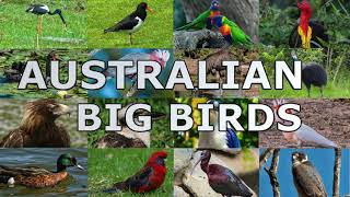 Australian Big Birds