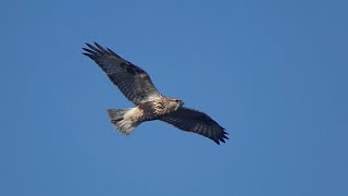 Rough-legged Buzzard soaring overhead on Rathlin Island - probably a vagrant from North America!