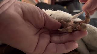 Bumblefoot treatment with Olive. #bumblefoot #myflock #mychickens #oliveegger