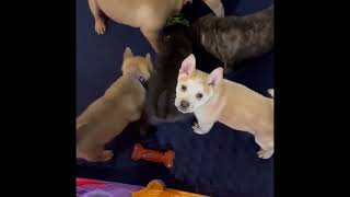 Faiths puppies! 