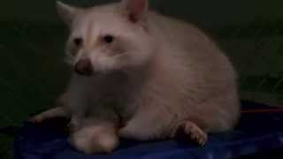 Possum Posse - Shemp is in the House