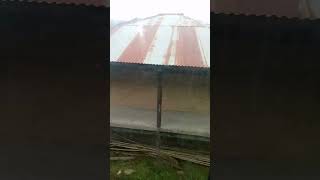 ye masum jangal.         hareram halchal vlogs